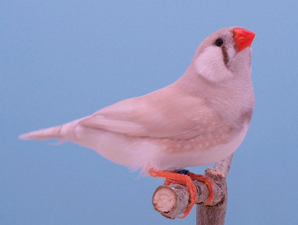 Past BLK bruin man P1296057